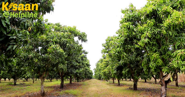 वैज्ञानिक नवीन आम की खेती अच्छे मुनाफे के मॉडल का सफलतापूर्वक प्रदर्शन